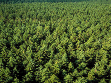 Concerns raised over Leitrim afforestation plans