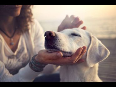 Leitrim Animal Welfare Centre gives praise to founder