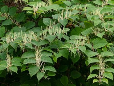 Councils urged to get to root of Japanese Knotweed