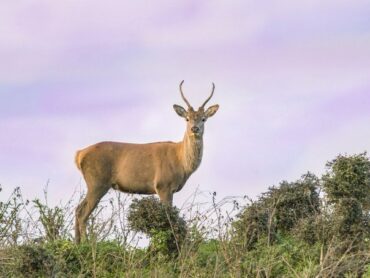 ‘Army snipers still needed’ as local deer cull deemed not enough