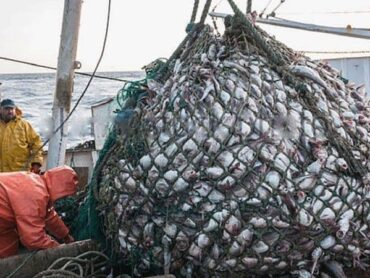 Livelihoods at risk over Norwegian overfishing