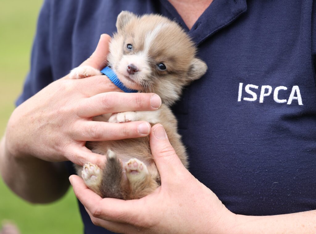 170 ISPCA complaints lodged in Sligo, Leitrim and Donegal