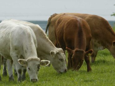 North west farmers protest against Mercosur deal