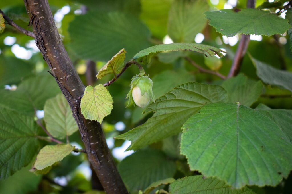 'I went out to the Hazel Wood' - Ours to Protect - Ocean FM