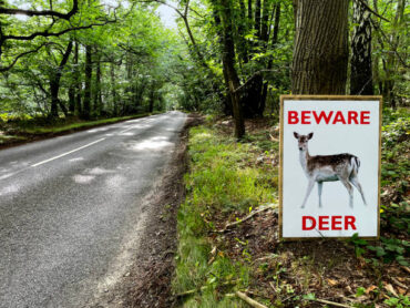 IFA Chair speaks out against Sligo deer killings