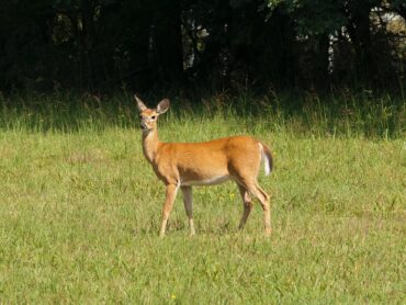 Hunter warns of dangers of indiscriminate shooting of deer in South Sligo