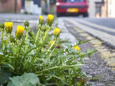 Leitrim County Council to invest in technology to aid weed removal